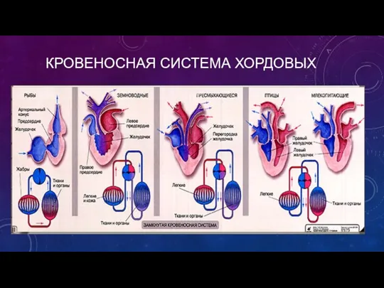 КРОВЕНОСНАЯ СИСТЕМА ХОРДОВЫХ