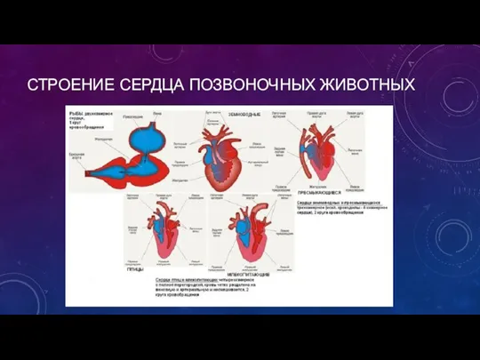 СТРОЕНИЕ СЕРДЦА ПОЗВОНОЧНЫХ ЖИВОТНЫХ