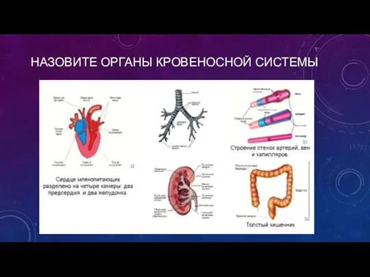 НАЗОВИТЕ ОРГАНЫ КРОВЕНОСНОЙ СИСТЕМЫ