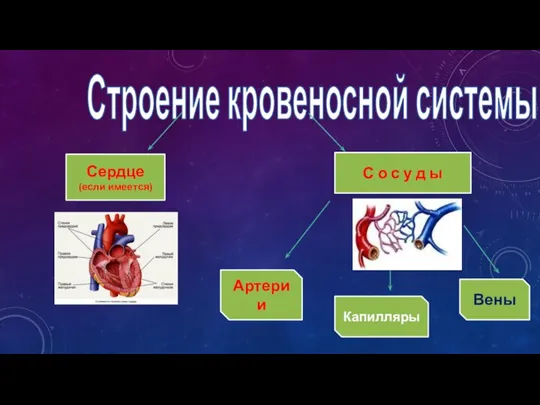 Строение кровеносной системы Сердце (если имеется) С о с у д ы Артерии Вены Капилляры