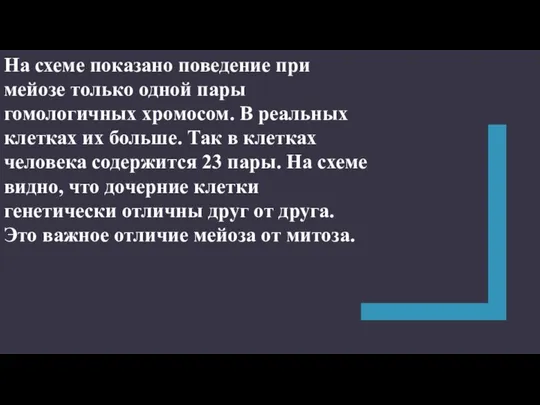 На схеме показано поведение при мейозе только одной пары гомологичных хромосом. В