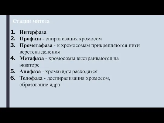 Стадии митоза Интерфаза Профаза - спирализация хромосом Прометафаза - к хромосомам прикрепляются