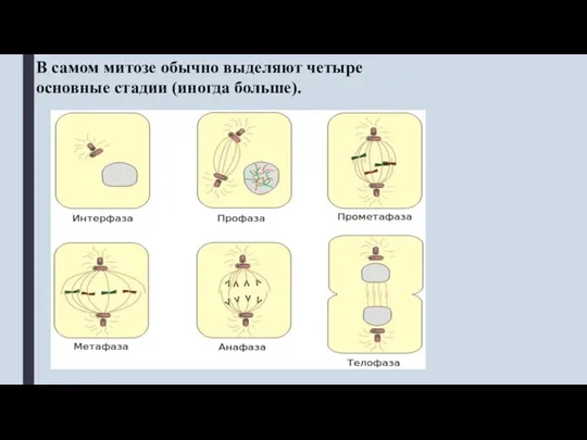 В самом митозе обычно выделяют четыре основные стадии (иногда больше).