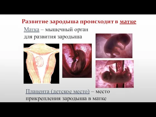 Развитие зародыша происходит в матке Матка – мышечный орган для развития зародыша