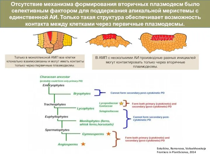 Evkaikina, Romanova, Voitsekhovskaja Frontiers in PlantScience, 2014 В АМП с несколькими АИ