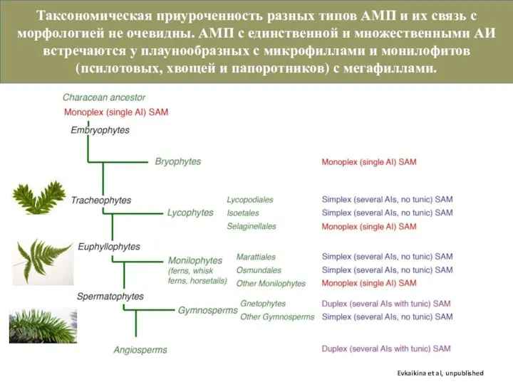 Таксономическая приуроченность разных типов АМП и их связь с морфологией не очевидны.
