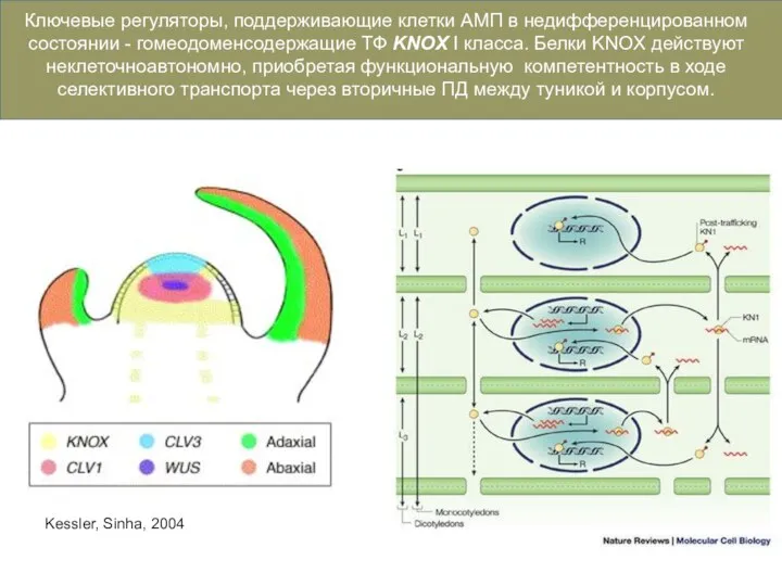 Kessler, Sinha, 2004 Ключевые регуляторы, поддерживающие клетки АМП в недифференцированном состоянии -