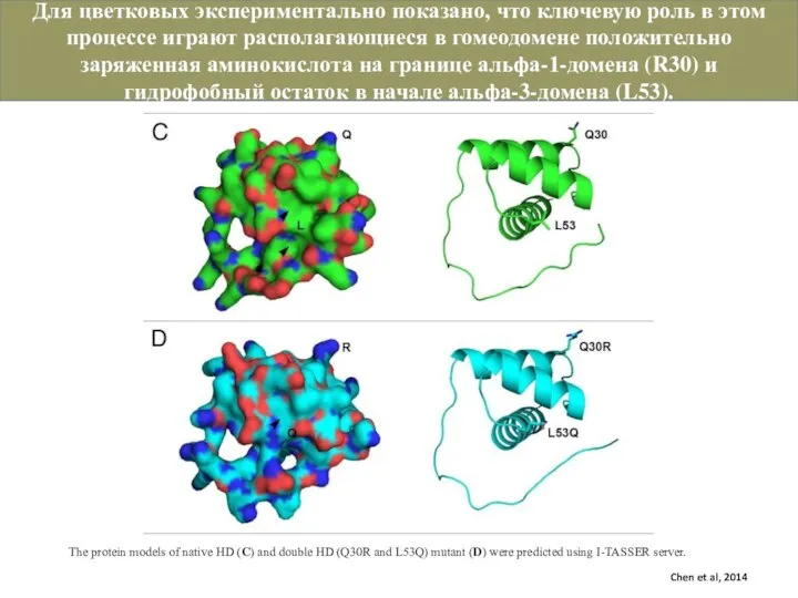 The protein models of native HD (C) and double HD (Q30R and