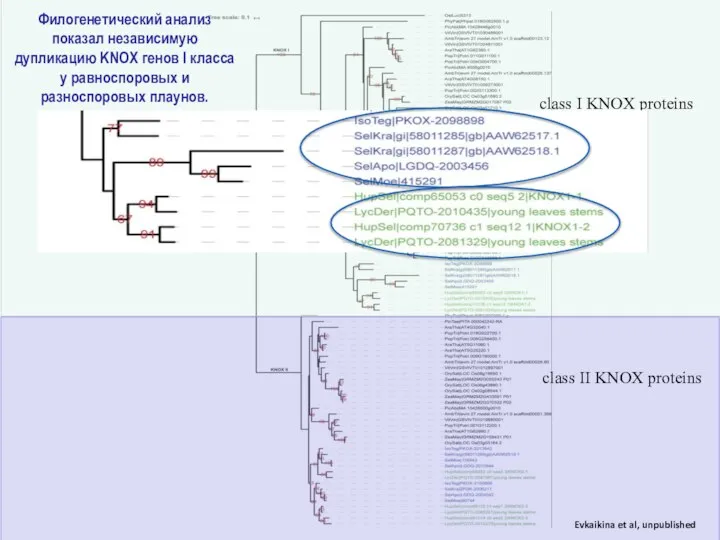 Филогенетический анализ показал независимую дупликацию KNOX генов I класса у равноспоровых и