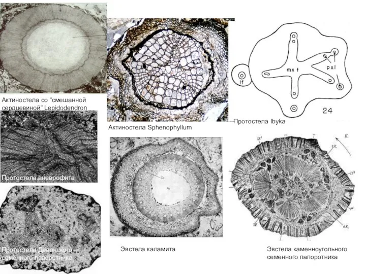 Актиностела Sphenophyllum Актиностела со “смешанной сердцевиной” Lepidodendron Эвстела каменноугольного семенного папоротника Протостела