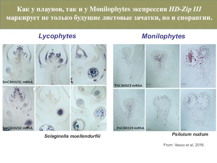 Selaginella moellendorfiii SmC3HDZ32 mRNA SmC3HDZ31 mRNA Psilotum nudum PnC3HDZ2 mRNA From: Vasco