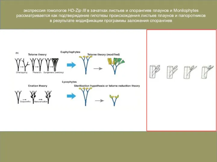 экспрессия гомологов HD-Zip III в зачатках листьев и спорангиев плаунов и Monilophytes