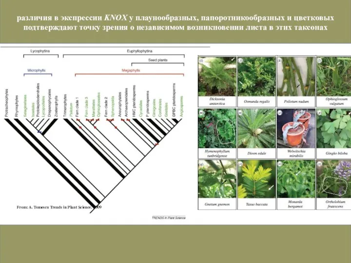 From: A. Tomescu Trends in Plant Science. 2009 различия в экспрессии KNOX