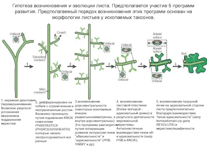 5, возникновение пазушной почки на адаксиальной стороне листа предположительно благодаря взаимодествию “генов