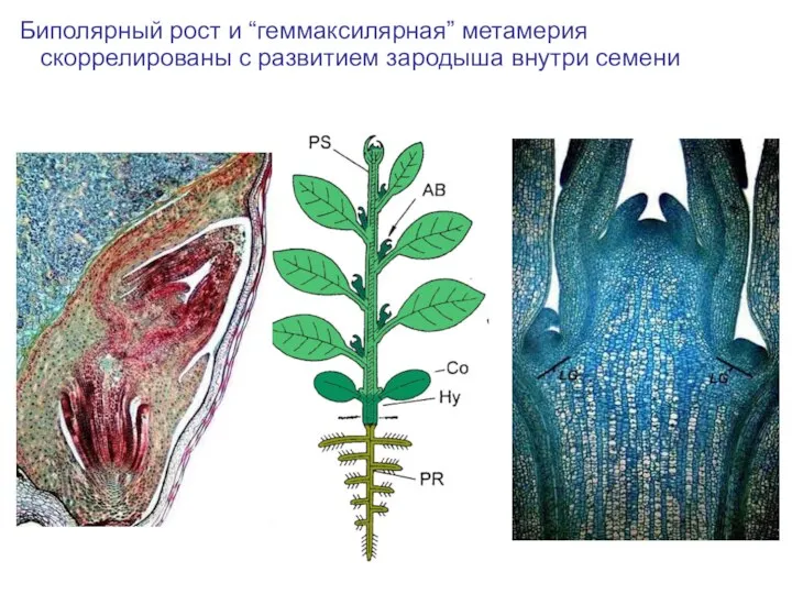 Биполярный рост и “геммаксилярная” метамерия скоррелированы с развитием зародыша внутри семени