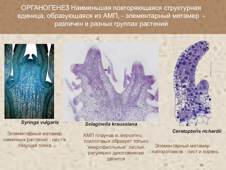 Элементарный метамер семенных растений - лист и пазушая почка ОРГАНОГЕНЕЗ Наименьшая повторяющаяся