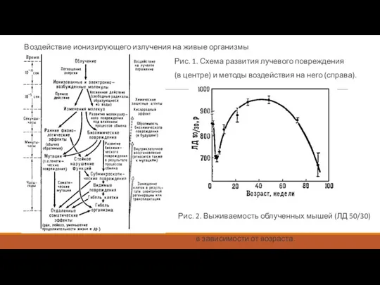 Воздействие ионизирующего излучения на живые организмы Рис. 1. Схема развития лучевого повреждения