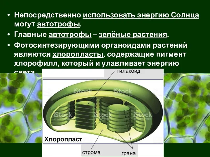 Непосредственно использовать энергию Солнца могут автотрофы. Главные автотрофы – зелёные растения. Фотосинтезирующими