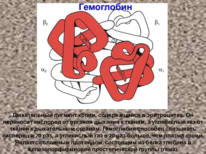 Дыхательный пигмент крови, содержащийся в эритроцитах. Он переносит кислород от органов дыхания