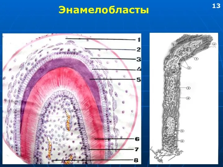 Энамелобласты 13