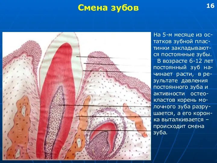 Смена зубов На 5-м месяце из ос- татков зубной плас- тинки закладывают-ся