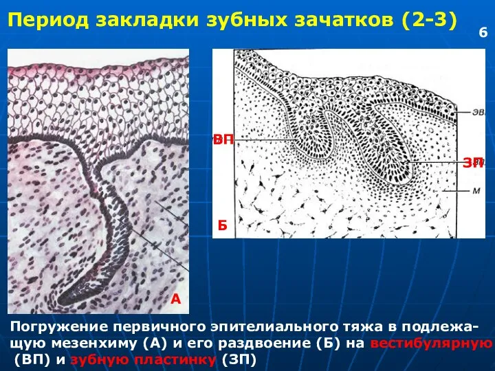 Период закладки зубных зачатков (2-3) Погружение первичного эпителиального тяжа в подлежа- щую