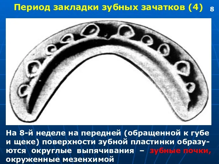 Период закладки зубных зачатков (4) На 8-й неделе на передней (обращенной к