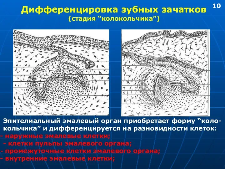 Дифференцировка зубных зачатков (стадия “колокольчика”) Эпителиальный эмалевый орган приобретает форму “коло- кольчика”