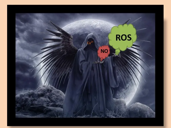 ROS NO Ca2+