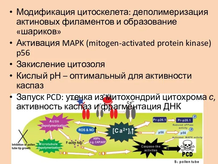 Модификация цитоскелета: деполимеризация актиновых филаментов и образование «шариков» Активация MAPK (mitogen-activated protein