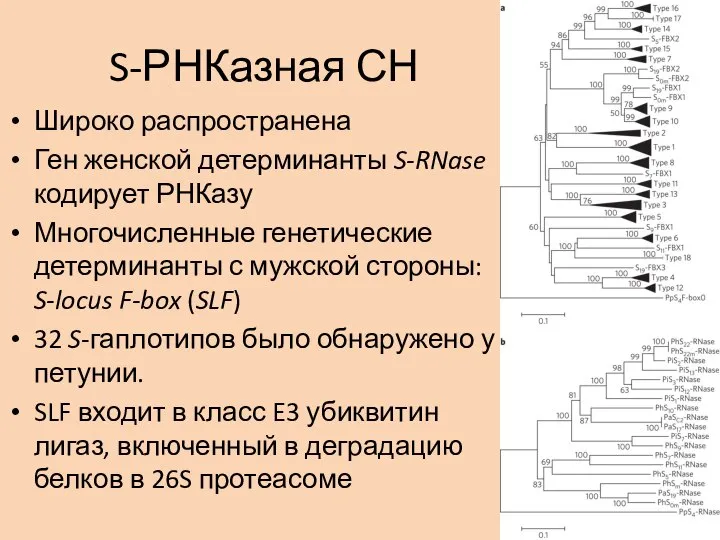 S-РНКазная СН Широко распространена Ген женской детерминанты S-RNase кодирует РНКазу Многочисленные генетические