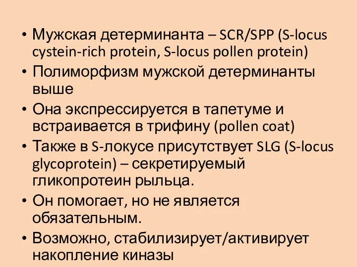 Мужская детерминанта – SCR/SPP (S-locus cystein-rich protein, S-locus pollen protein) Полиморфизм мужской