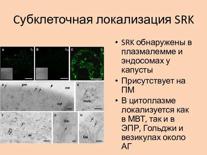 Cубклеточная локализация SRK SRK обнаружены в плазмалемме и эндосомах у капусты Присутствует