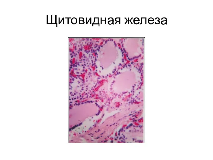 Щитовидная железа