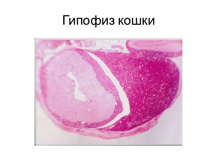 Гипофиз кошки