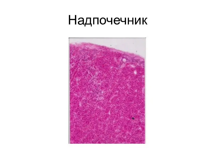 Надпочечник