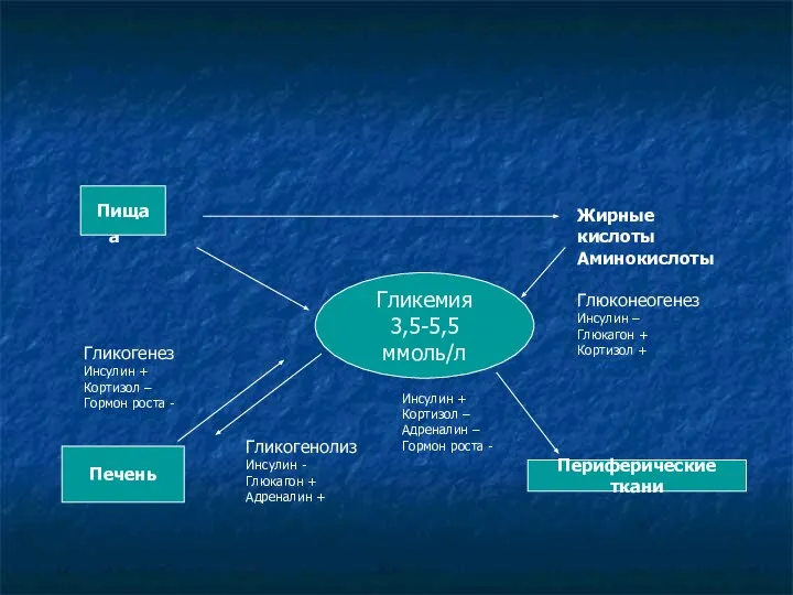 Механизмы поддержания нормогликемии Гликемия 3,5-5,5 ммоль/л Гликогенез Инсулин + Кортизол – Гормон