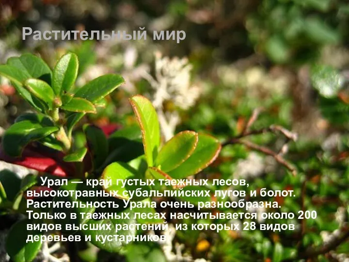 Урал — край густых таежных лесов, высокотравных субальпийских лугов и болот. Растительность