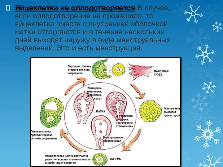 Яйцеклетка не оплодотворяется В случае, если оплодотворение не произошло, то яйцеклетка вместе