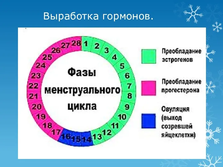 Выработка гормонов.