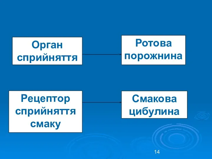 Орган сприйняття смаку Ротова порожнина Рецептор сприйняття смаку Смакова цибулина