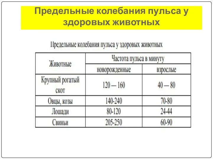 Предельные колебания пульса у здоровых животных