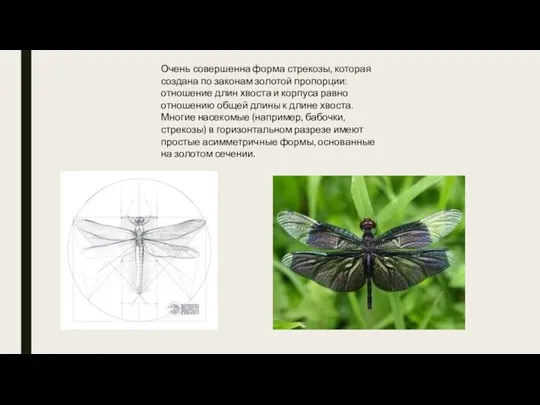 Очень совершенна форма стрекозы, которая создана по законам золотой пропорции: отношение длин