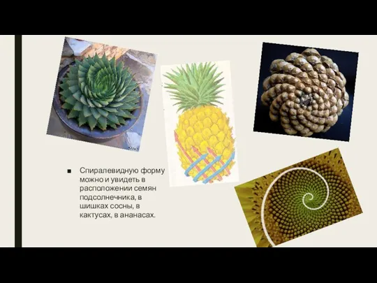 Спиралевидную форму можно и увидеть в расположении семян подсолнечника, в шишках сосны, в кактусах, в ананасах.
