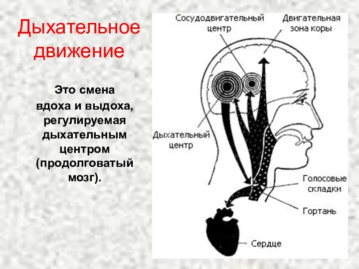 Дыхательное движение Это смена вдоха и выдоха, регулируемая дыхательным центром (продолговатый мозг).