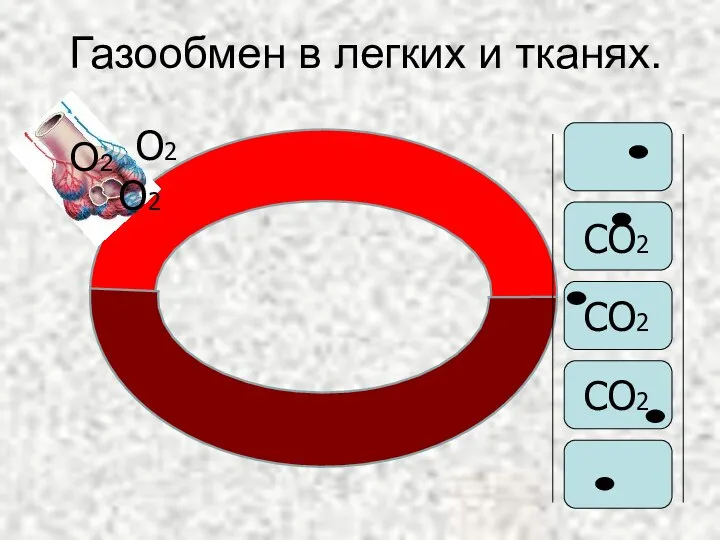 Газообмен в легких и тканях. О2 О2 О2 СО2 СО2 СО2