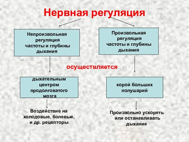 Нервная регуляция Непроизвольная регуляция частоты и глубины дыхания Произвольная регуляция частоты и