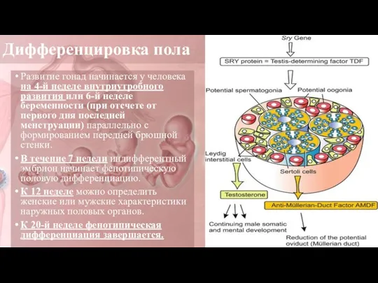 Дифференцировка пола Развитие гонад начинается у человека на 4-й неделе внутриутробного развития