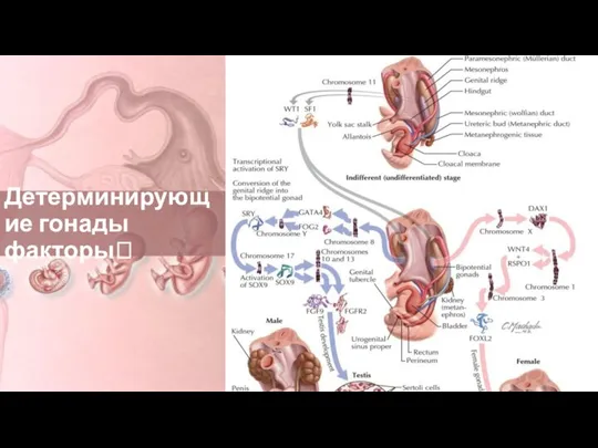 Детерминирующие гонады факторы?