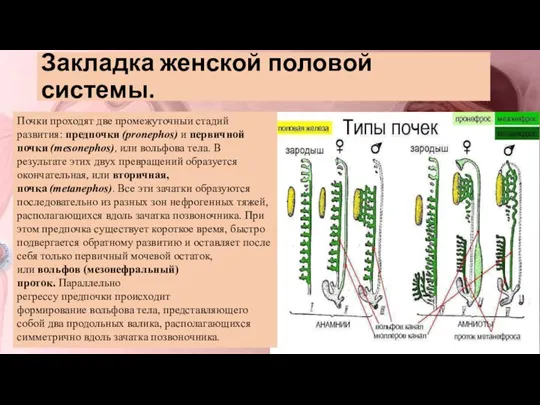 Закладка женской половой системы. Почки проходят две промежуточныи стадий развития: предпочки (pronephos)